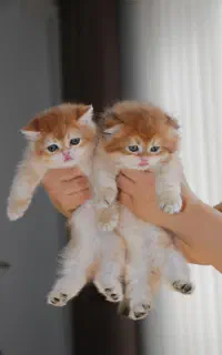 بریتیش گلد ny12