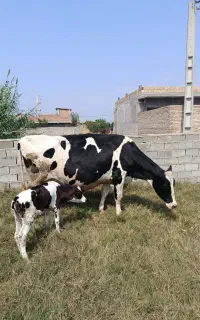 گاو هلشتاین عروسک با گوساله ماده