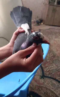 کبوتر پلنگ ریش کنده