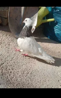 طوقی