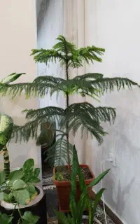 گل کاج بسیار سالم شاداب حدودا یک متر قد داره.