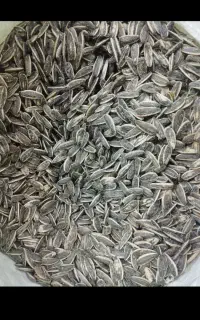 تخمه افتابگردان