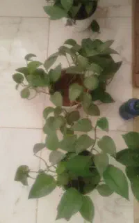 گل پتوس سبز