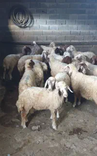 تعداد 8جفت بره ماده مال داشتی