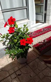 گل های زیبا
