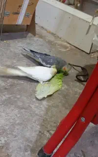 یک جفت عروس هلندی با دوتا جوجه ده روز ه