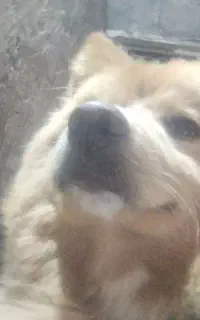 سگ پامرامین