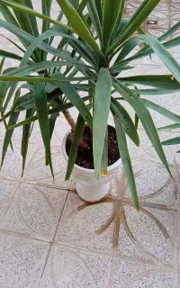 یوکا