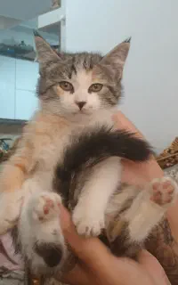 گربه بامزه