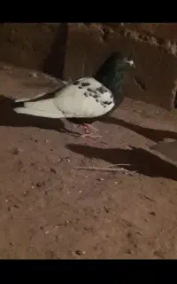 کبوتر