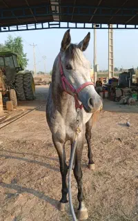 اسب(مادیون)