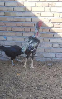 خروس لاری