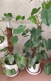 گل با گلدان وپایه ی گل