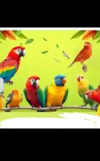 عروس هلندی رام کتوله