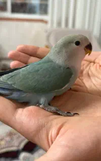 1عدد طوطی برزیلی