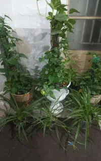 فروش گل