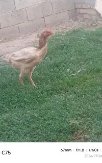 مرغ لاری تخم گذار