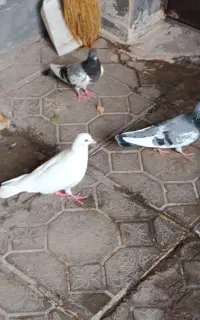 دورح