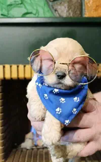 واگذاری سگ نژاد شیپو