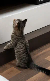 واگذاری گربه نر ۵ ماهه