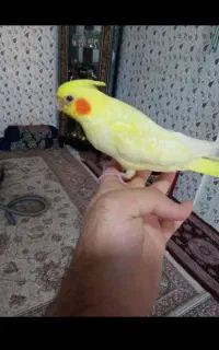 عروس هلندی رام رام