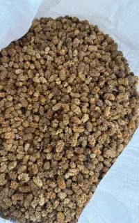 ۳۰۰کیلو توت سیاه شیره دار باغات کردستان