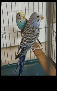 یک جفت مرغ عشق