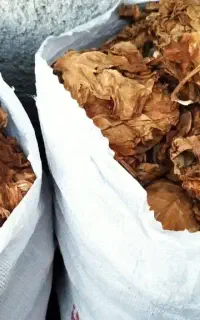برگ زردبنیاد