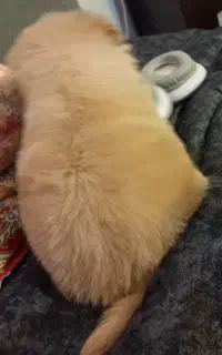 اشتیپز تریز