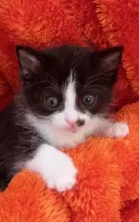 واگذاری گربه