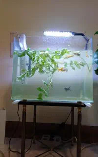 آکواریوم و تصفیه