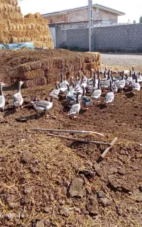 غاز گرچ. شو
