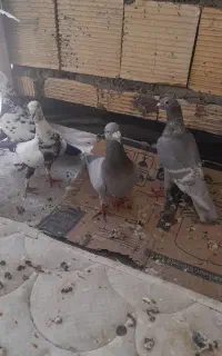 گمشده بچه هیچپر خط سفید