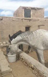 اسب مادیان  عرب درشوری