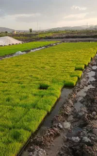 نشا علی کاظمی اعلا