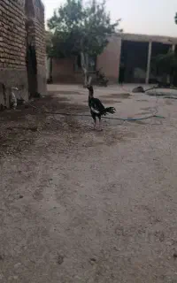 خروس لار.ی