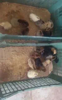 جوجه مرغ محلی ۲ روزه تعداد ۸۰ عدد فروش یکجا