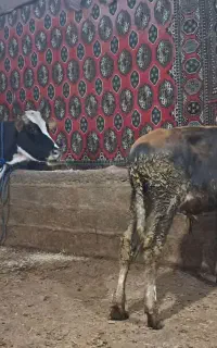 گاو با گوساله نر
