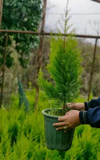 فروش لاوسون به تعداد