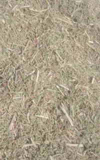 خارشتر سبز دانه دار