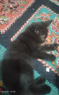 بچه گربه