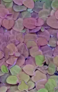 گیاه رو آبی آکواریومی فیلانتوس