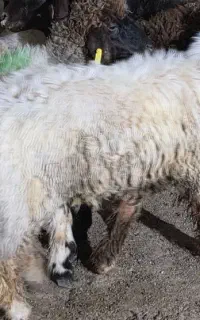 بره گوشتدار نر نقدی