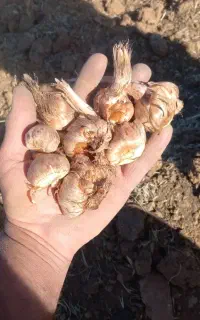 پیاز زعفران
