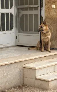 سگ ژرمن ماده