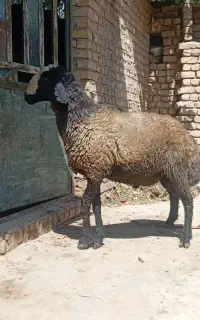 قوچ شیشک