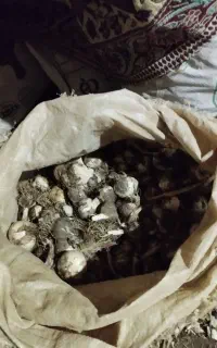 سیر وحشی طبیعی