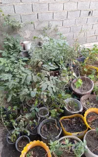 فروش درخت ونهال