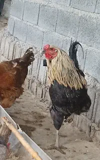 فروش خروس اراکانا و پلیموت