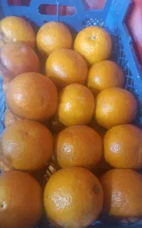 اجاره کننده وانت